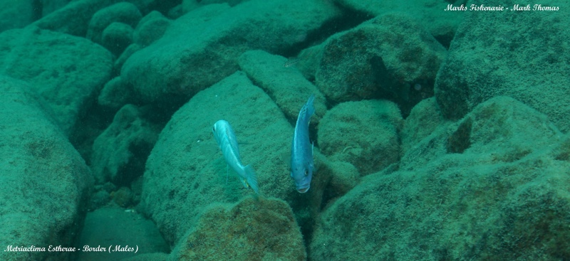 Maylandia estherae 'Border'